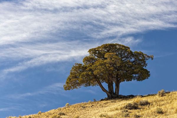 Jones, Adam 아티스트의 Single cedar tree on ridge top-Yellowstone National Park-Wyoming작품입니다.